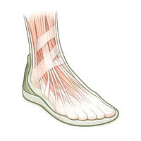 Strengthens Foot Muscles